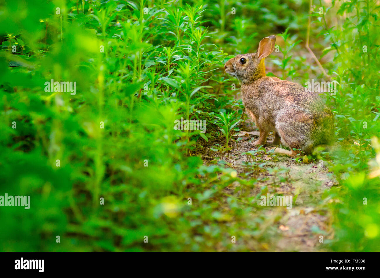 Feldhase (Ticino Park, Lombardei, Italien) Stockfoto