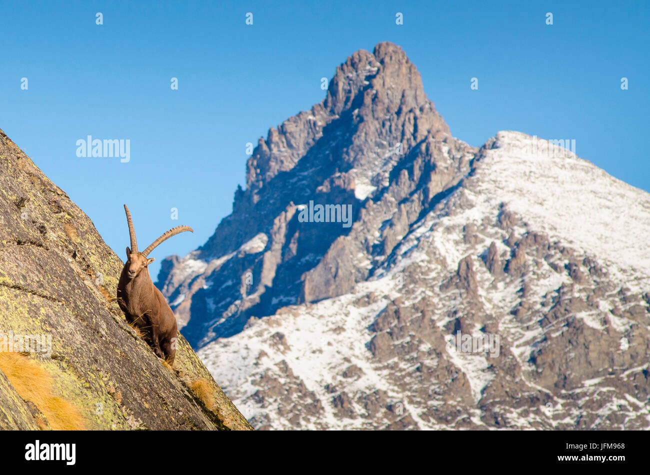 Ein großer Steinbock an einer steilen Wand, mit dem Gipfel Gran Nomenon in die Backgrond (Valsavarenche, Nationalpark Gran Paradiso, Aostatal, Italien) Stockfoto