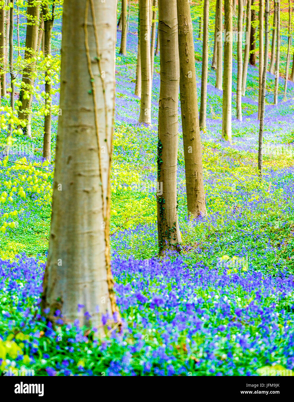 Hallerbos, Buchenwald in Belgien voll von blauen Glocken Blumen, Stockfoto