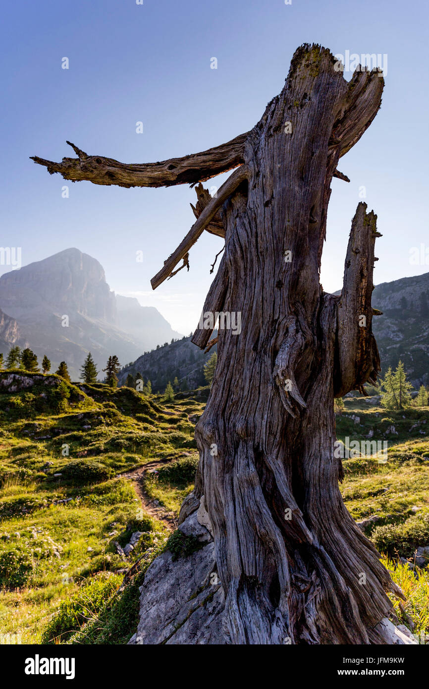 Der einsame Wächter, Cortina d ' Ampezzo, Belluno District, Veneto, Italien, Europa Stockfoto