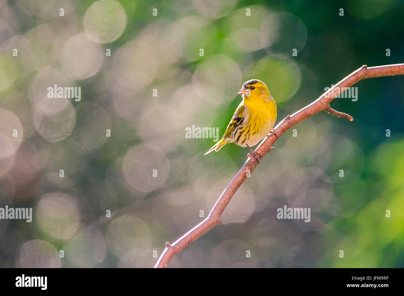 Brescia, Lombardei, Italien Zeisig genommen auf einem Ast eines Baumes Stockfoto