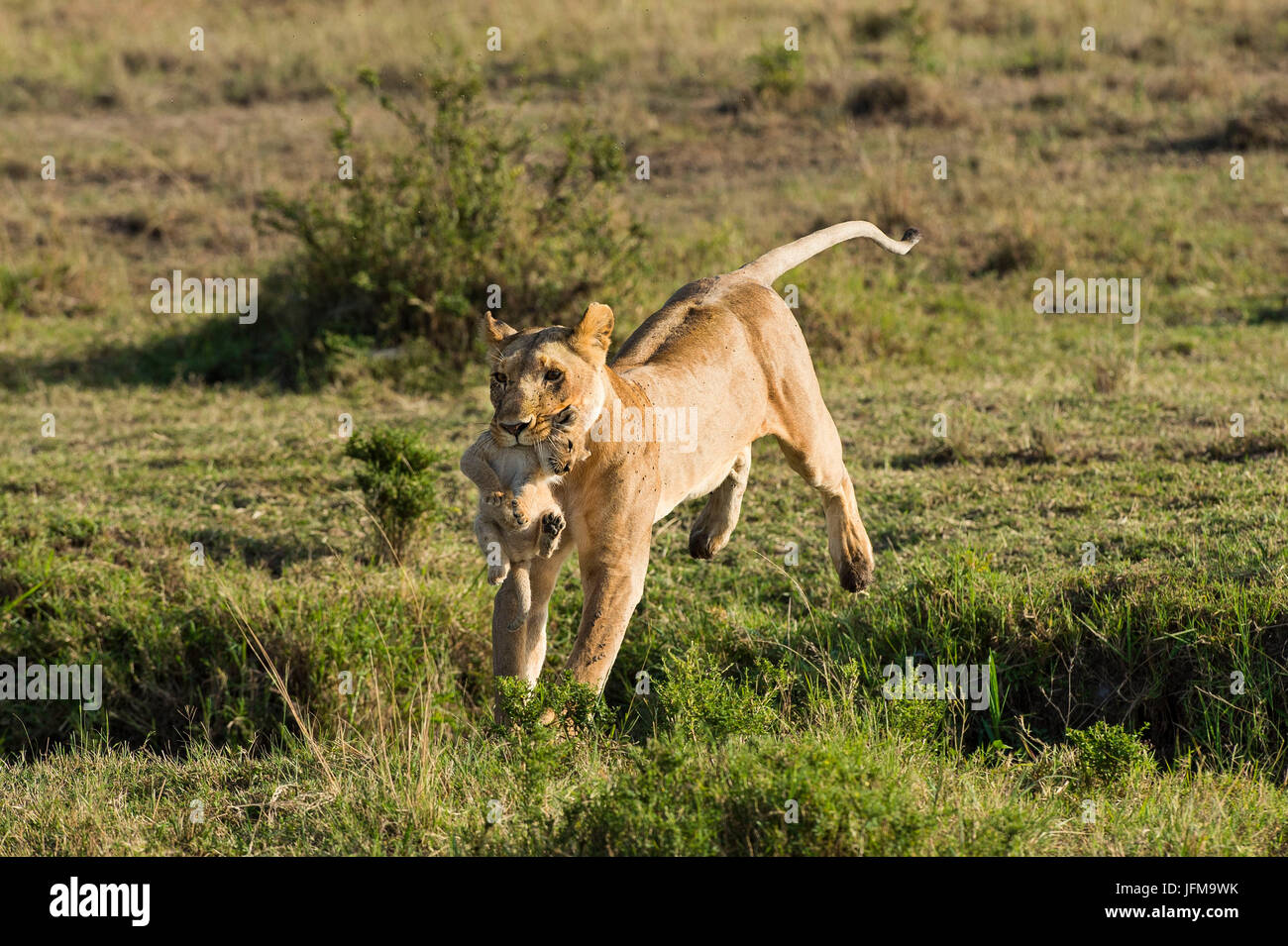 Masai Mara Park, Kenia, Afrika Löwin springt einen Graben mit den Welpen in ihrem Mund fotografiert in der Masai mara Stockfoto