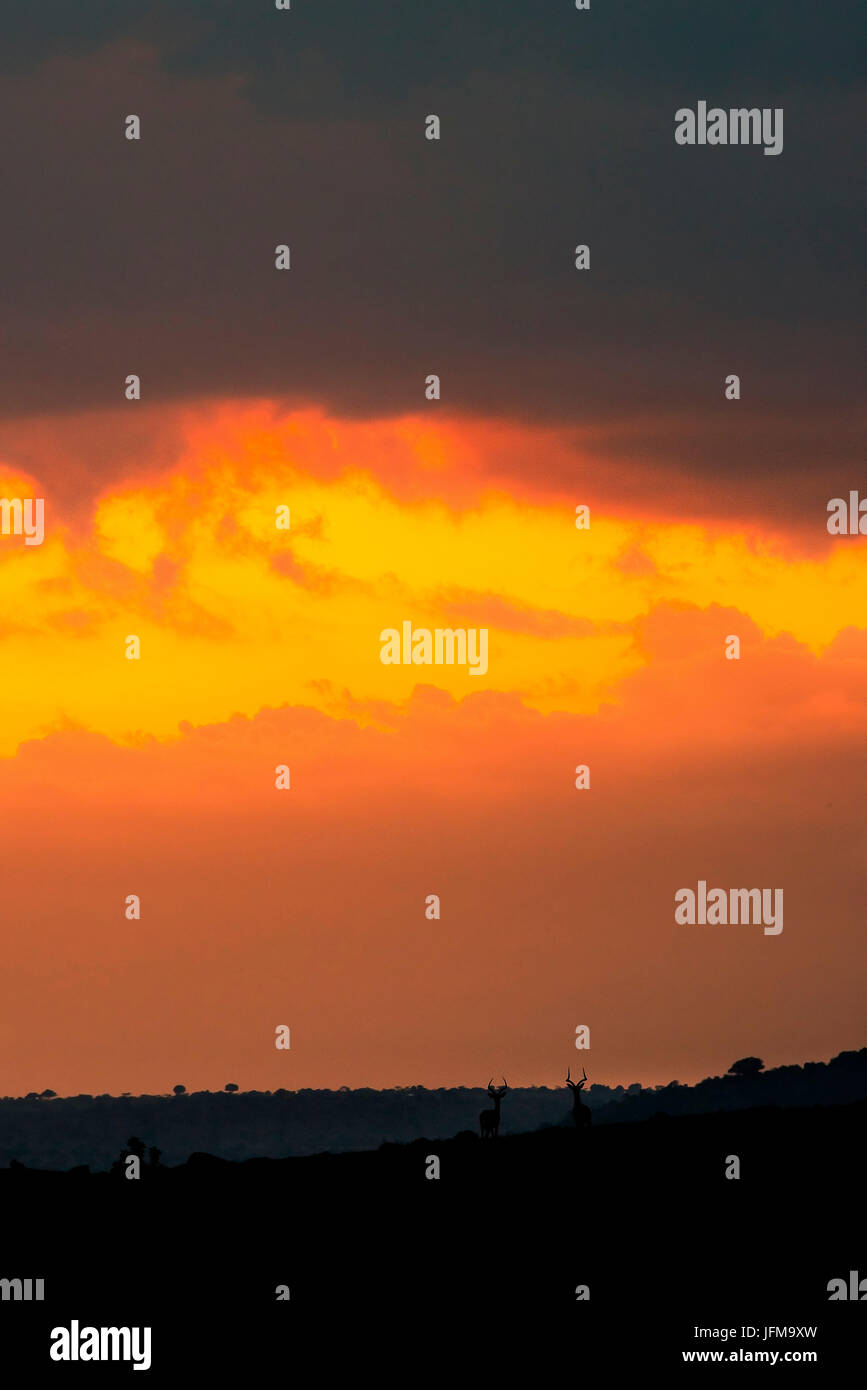 Masai Mara Park, Kenia, Afrika, der Sonnenuntergang den Himmel Farben lässt Masai Mara Horizont, erblickt die Silhouette von zwei Antilopen auf einem Hügel Stockfoto