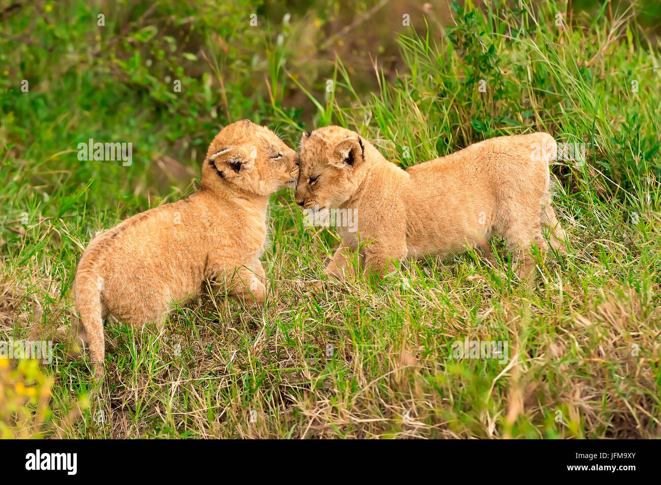 Masai Mara Park, Kenia, Afrika Gesten der Zuneigung zwischen zwei Löwenbabys Stockfoto