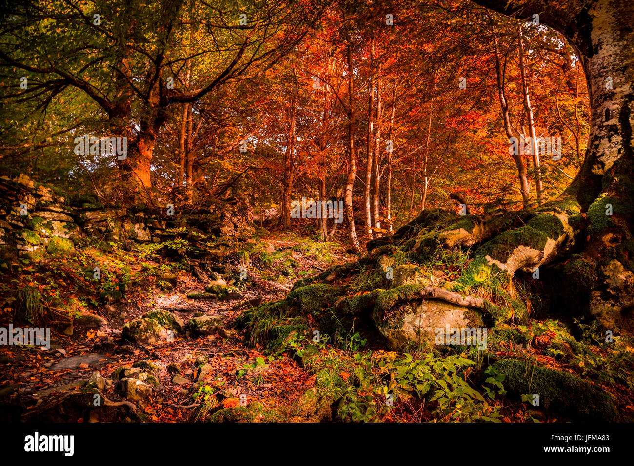 Bologna, Emilia Romagna, Italien, Appennino Tosco-Emiliano während einer sehr bunten Herbst Stockfoto