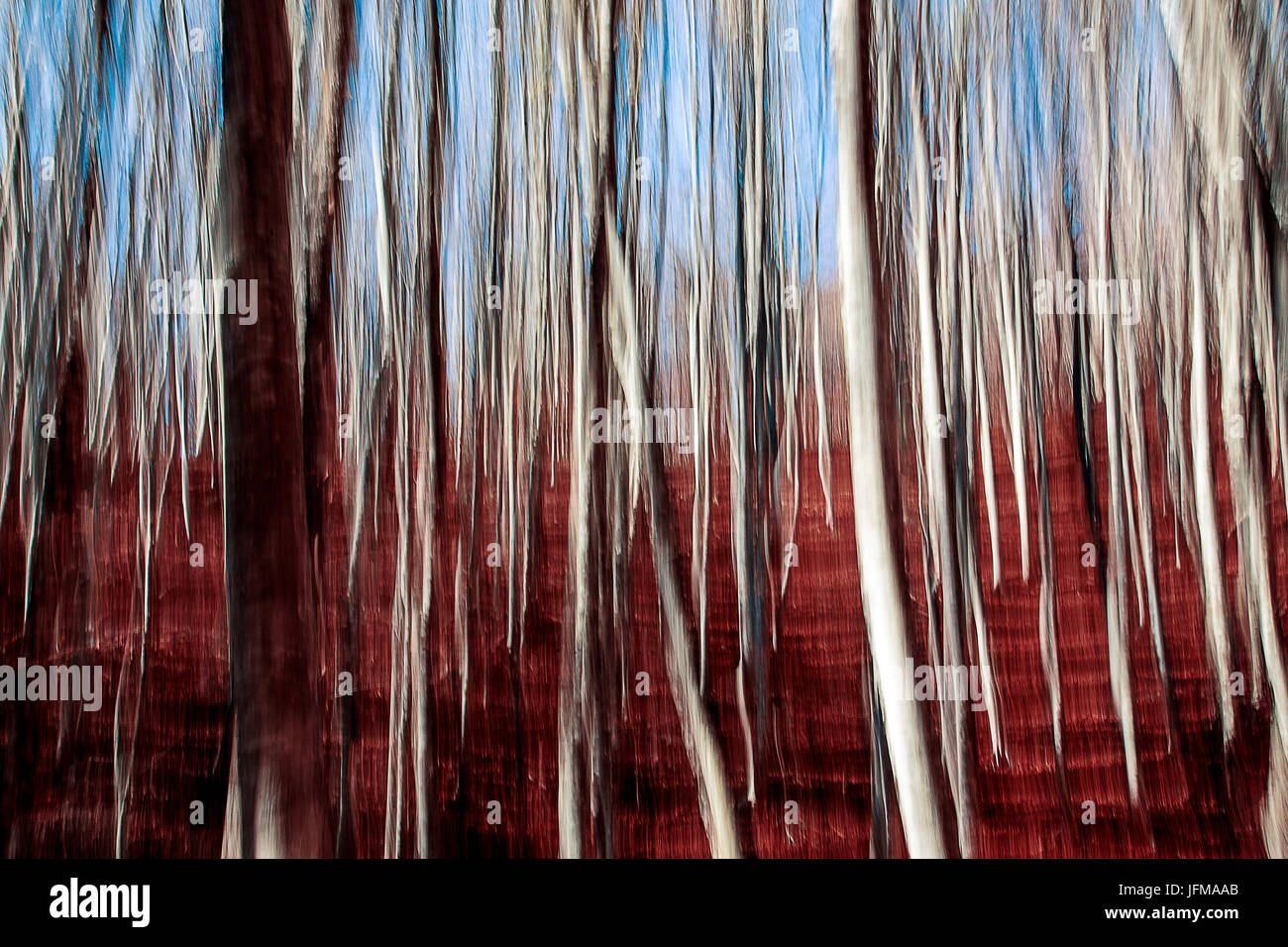künstlerische Unschärfe der Bäume, Wald Nationalpark Casentinesi, Romagna Appennines, Italien Stockfoto