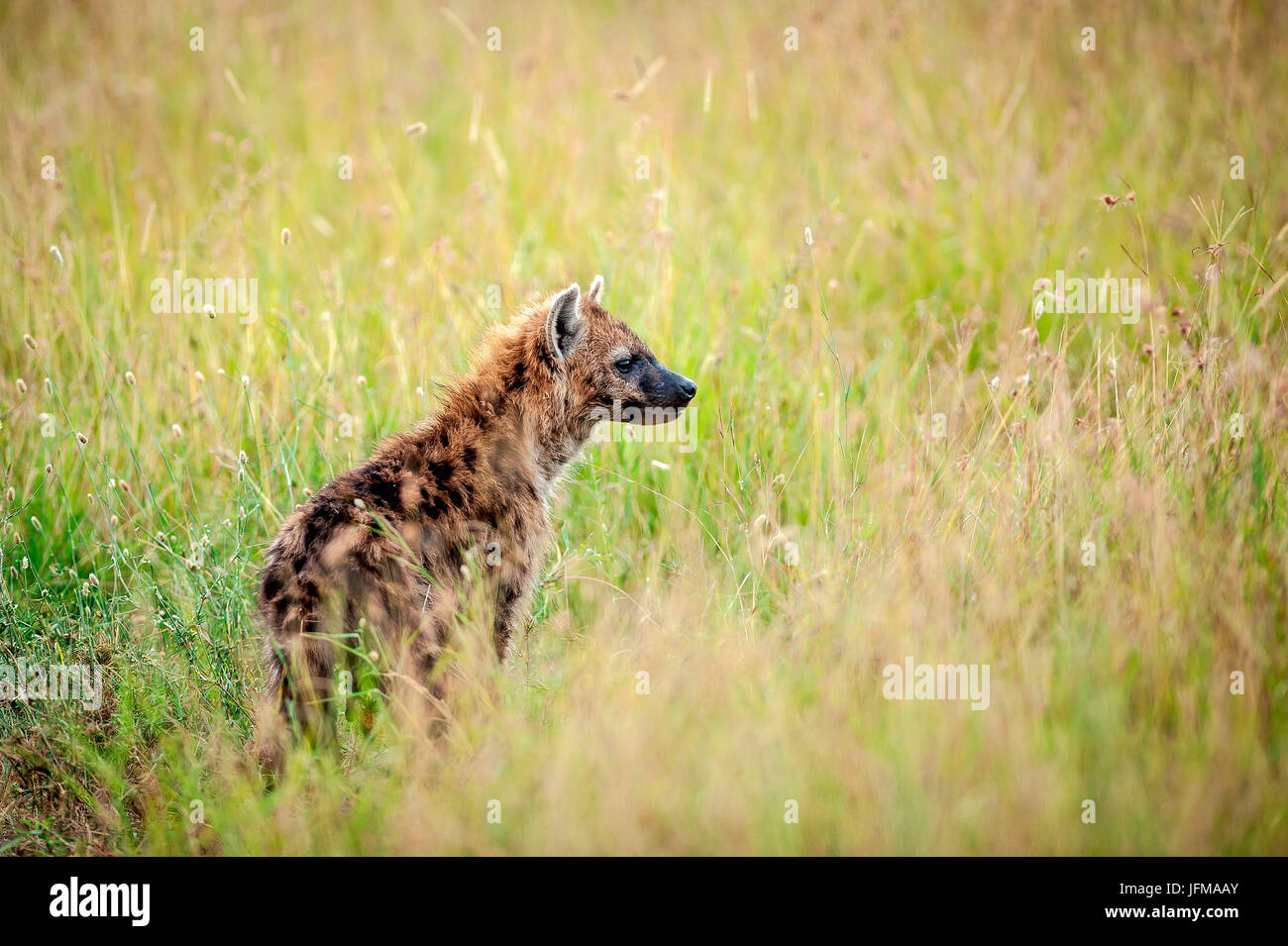 Masai Mara National Reserve, Kenia, Afrika, ein Jungtier gefleckte Hyänen (Crocuta Crocuta), Stockfoto