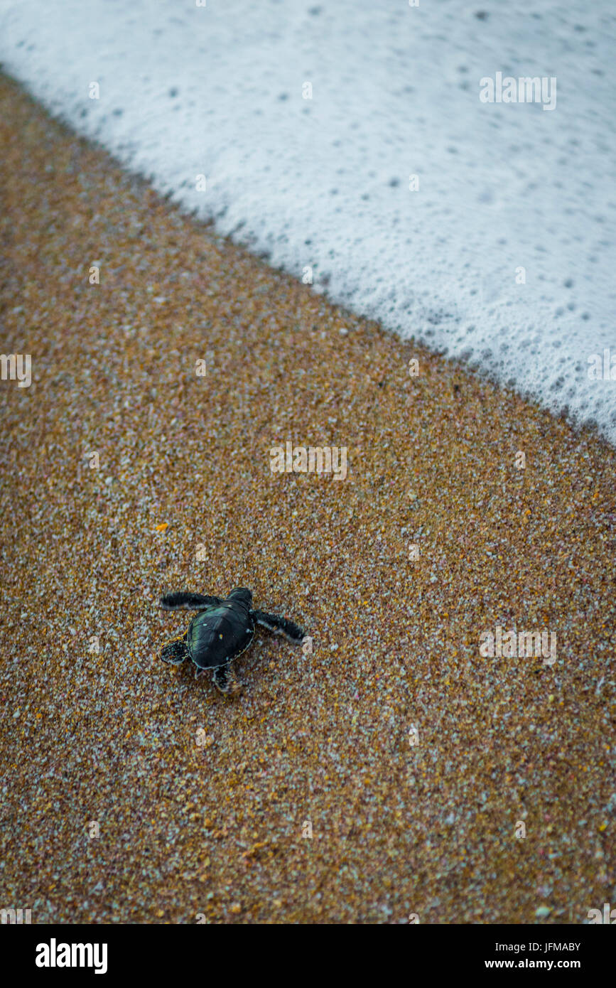 Ras Al Jinz, Turle Reserve, Sultanat Oman, Nahost, Neugeborenen grüne Meeresschildkröte, die Rückkehr zum Meer, Stockfoto