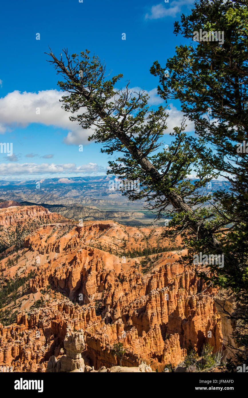Bryce-Canyon-Nationalpark, Utah, Usa, Baum im Saldo am Rand Stockfoto