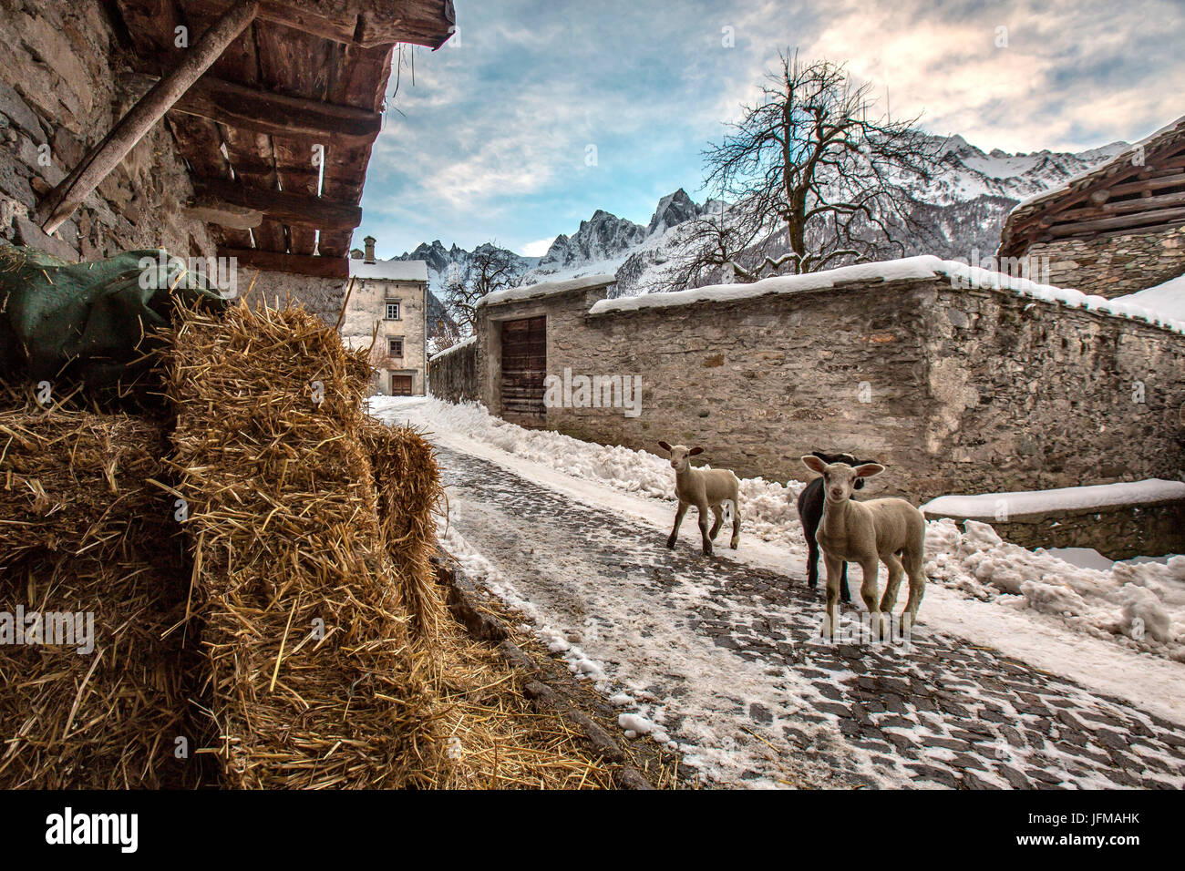 Lämmer in den Straßen von Soglio Bergell Tal, Schweiz Europa Stockfoto