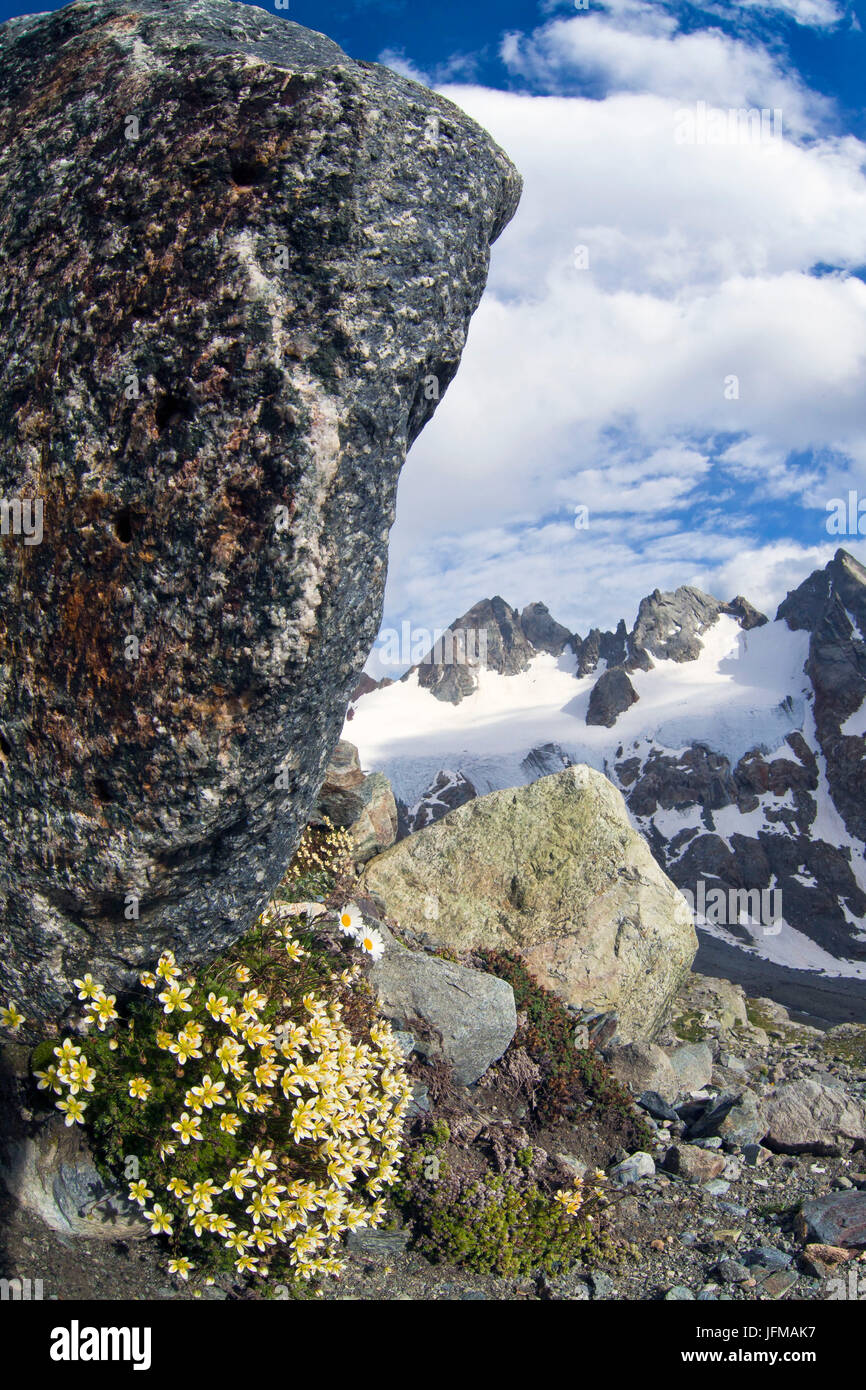 Moschus-Steinbrech (Saxifraga Exarata) Blüte in hohen Zitat direkt unter einem Felsen mit dem Gletscher Caspoggio im Hintergrund, Valmalenco Valtellina Lombardei Italien Europa Stockfoto