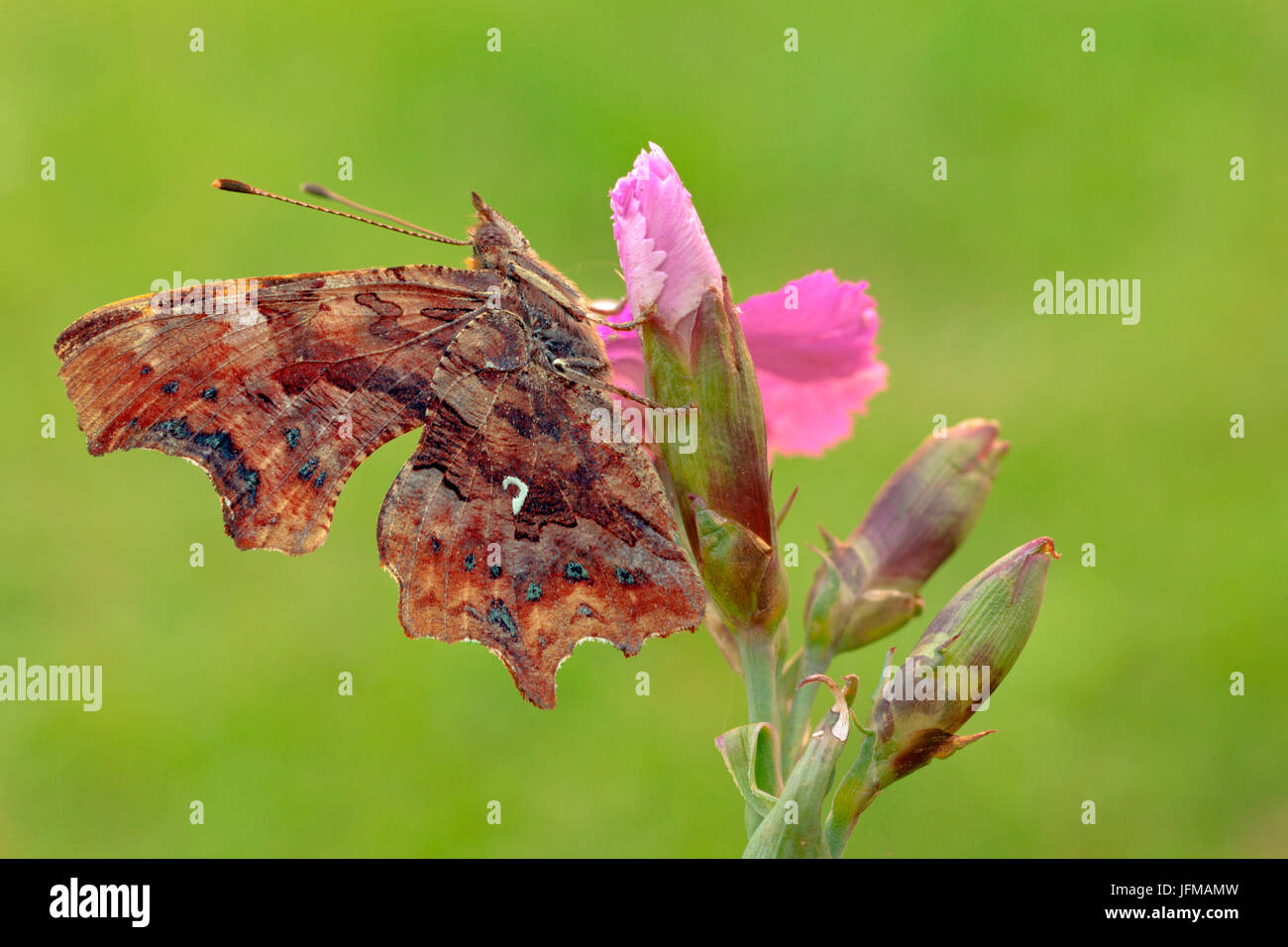 Polygonia c-Album, Casareggio, Ligurien, Vobbia, Italien Stockfoto