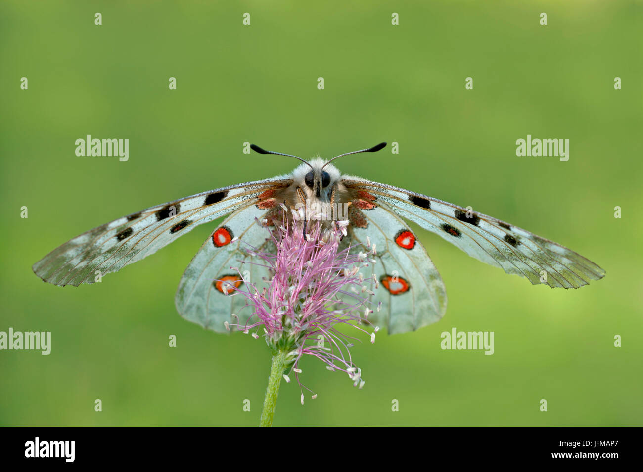 Schon Apollo, Cuneo, Piemont, Bersezio, Italien Stockfoto