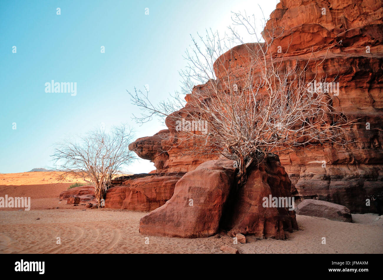 Eine typische Bäume der Wüste Wadi Rum, Jordanien Stockfoto