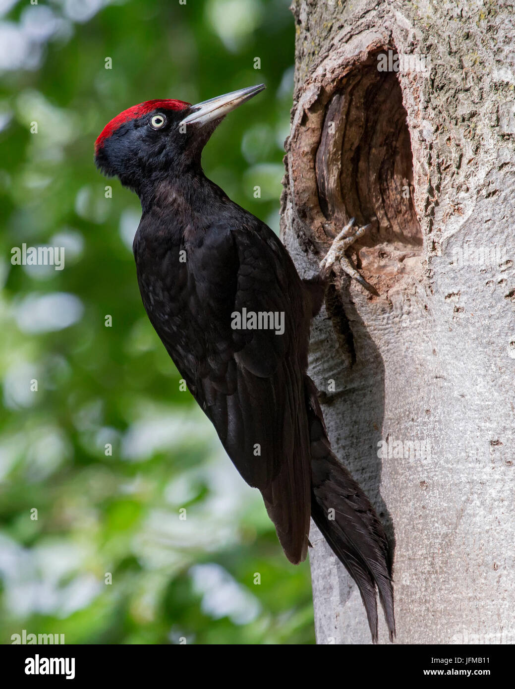 Naturpark Adamello, Lombardei, Italien, Schwarzspecht Stockfoto