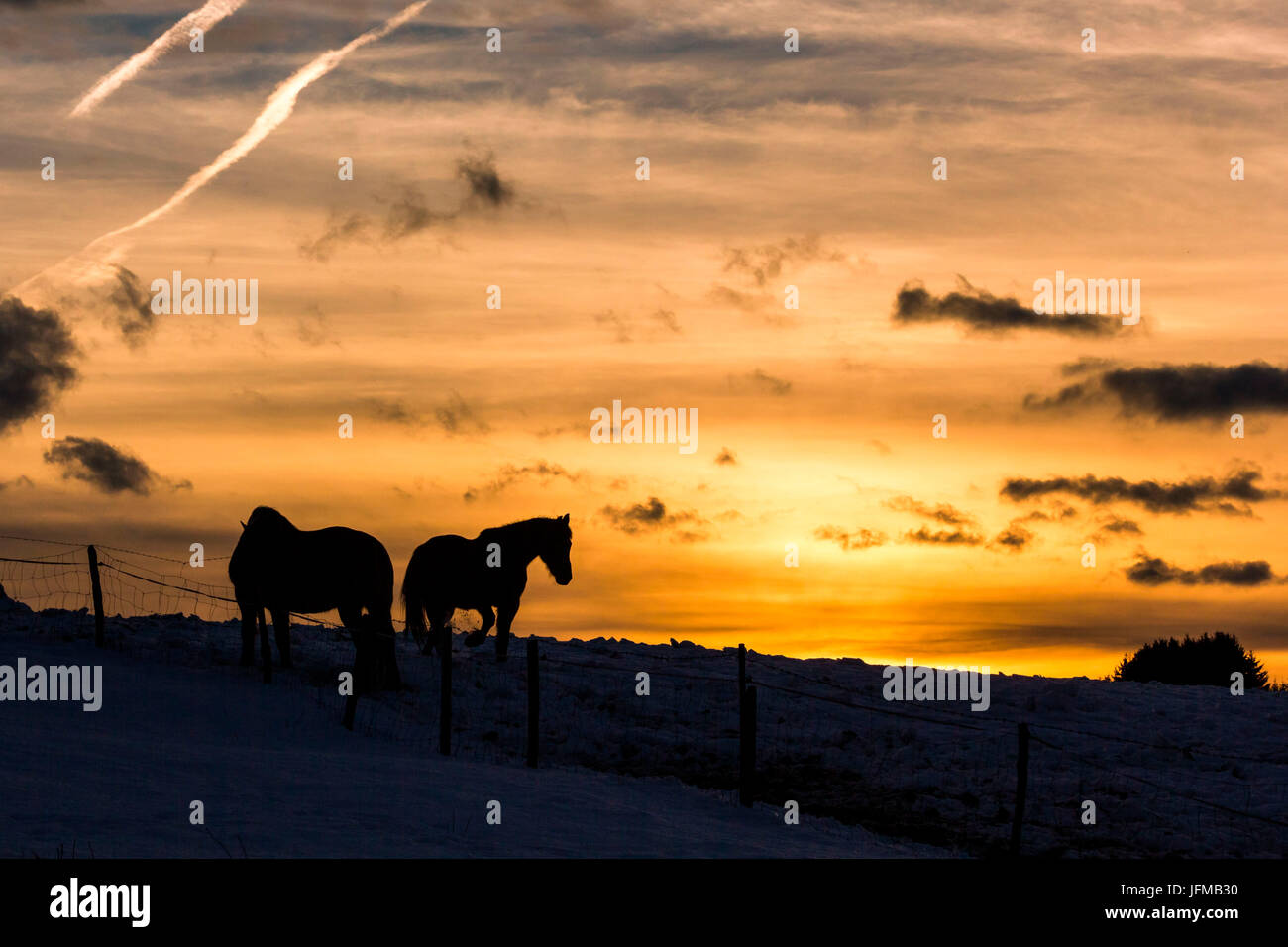 Roana, Hochebene von Asiago, Provinz Vicenza, Italien, Bauernhof Pferde im Winter Sonnenuntergang, Stockfoto