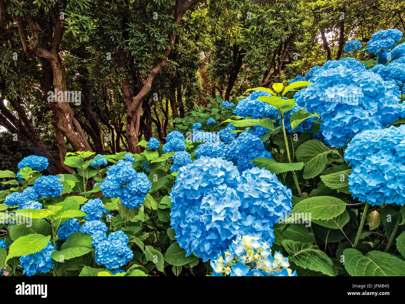 blhen, Hortensie, Rhododendron Arboreum, Villa Carlotta, Botanischer  Garten, Tremezzina, Comer See, Lombardei, Italien Stockfotografie - Alamy