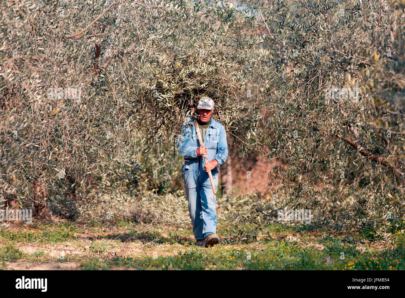 Europa, Italien, Umbrien, Perugia Bezirk Montefalco Landwirt heilen ihre olive Stockfoto