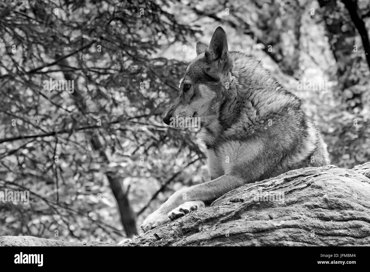 Tschechoslowakischen Wolfshundes, ein Hund Portrait in schwarz und weiß, Stockfoto