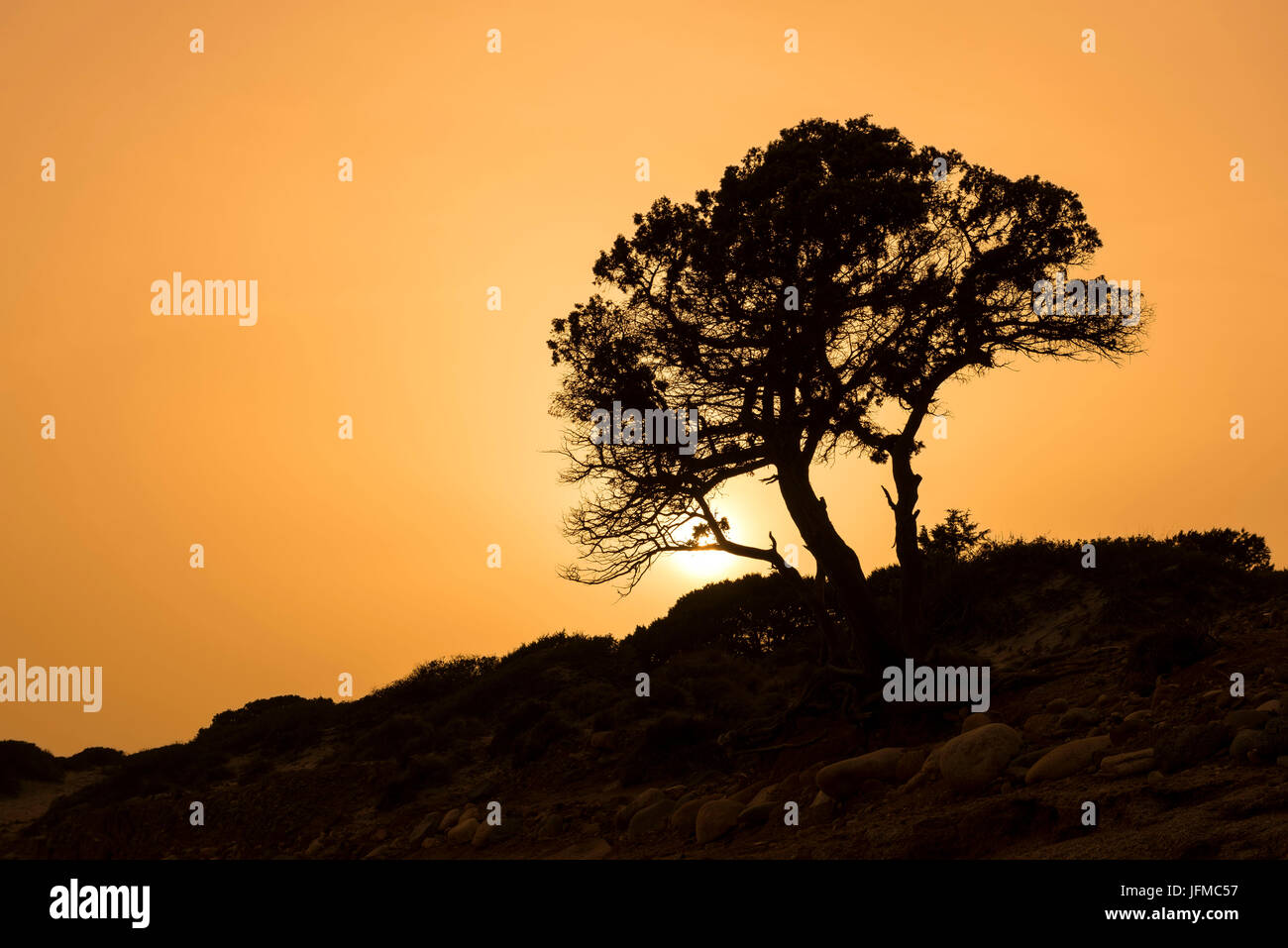 Italien, Sardinien, Villasimius, mediterranen Baum bei Sonnenuntergang, Stockfoto