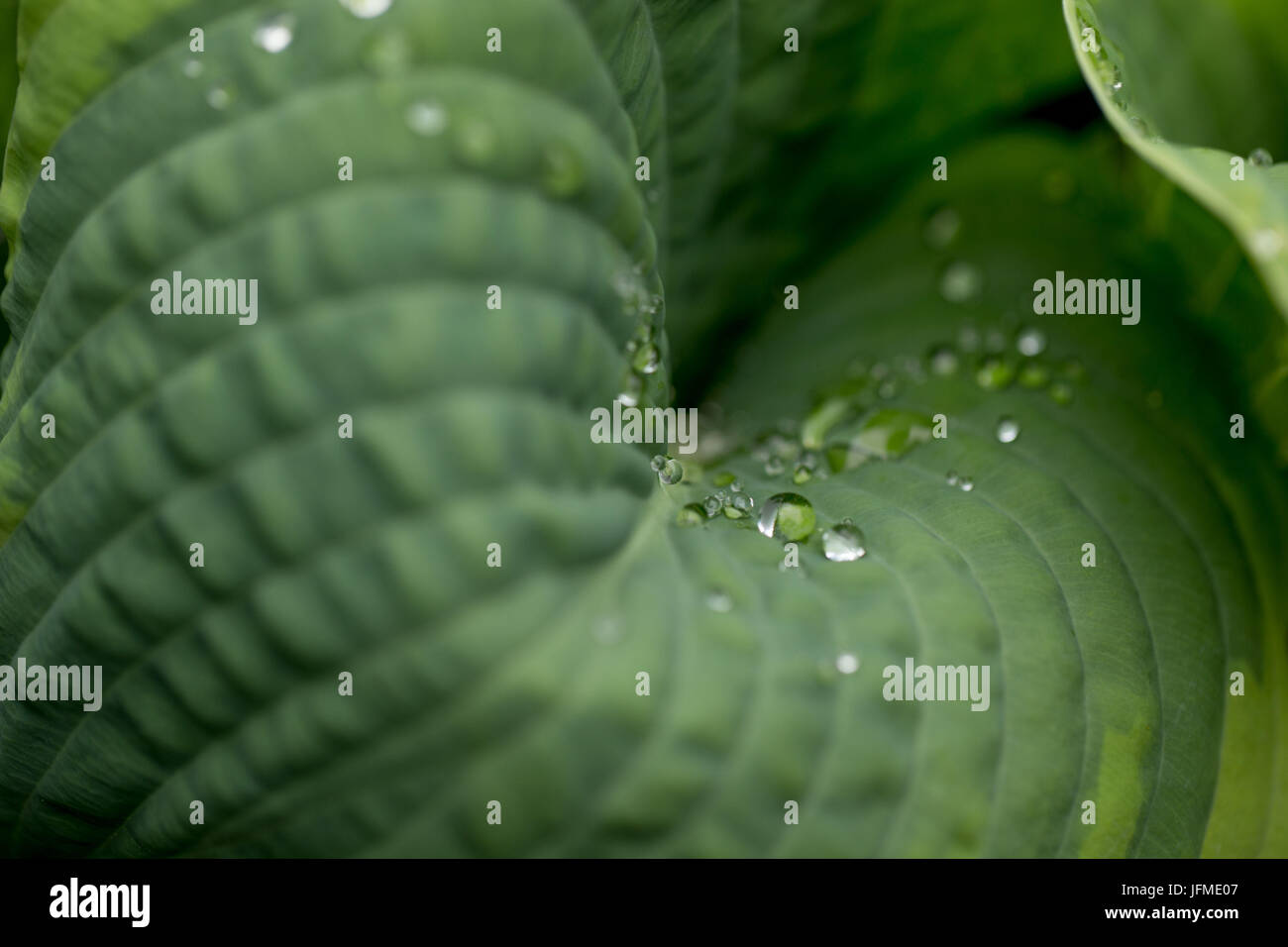 Nahaufnahme der Tau fällt auf einem Blatt große Hosta Sommermorgen Stockfoto