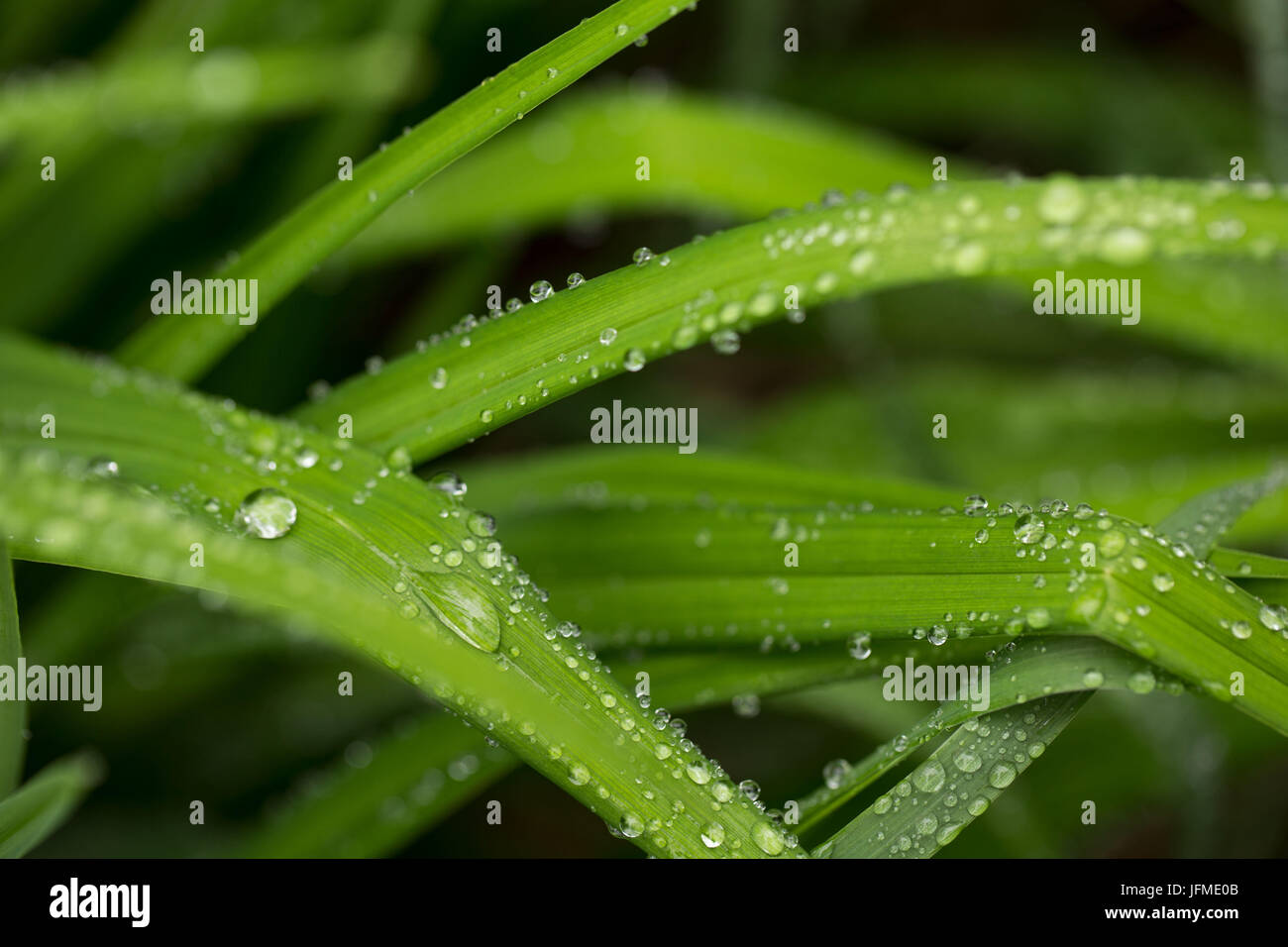 Nahaufnahme von Tautropfen auf dem grünen Rasen verlässt, Sommermorgen Stockfoto