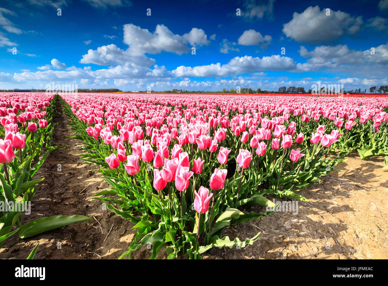 Blauer Himmel auf Reihen von rosa Tulpen blühen in den Bereichen Oude-Tonge Goeree-Overflakkee Südholland Niederlande Europa Stockfoto