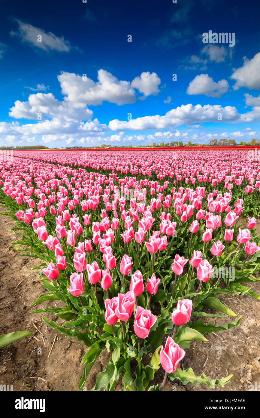 Blauer Himmel auf Reihen von rosa Tulpen blühen in den Bereichen Oude-Tonge Goeree-Overflakkee Südholland Niederlande Europa Stockfoto