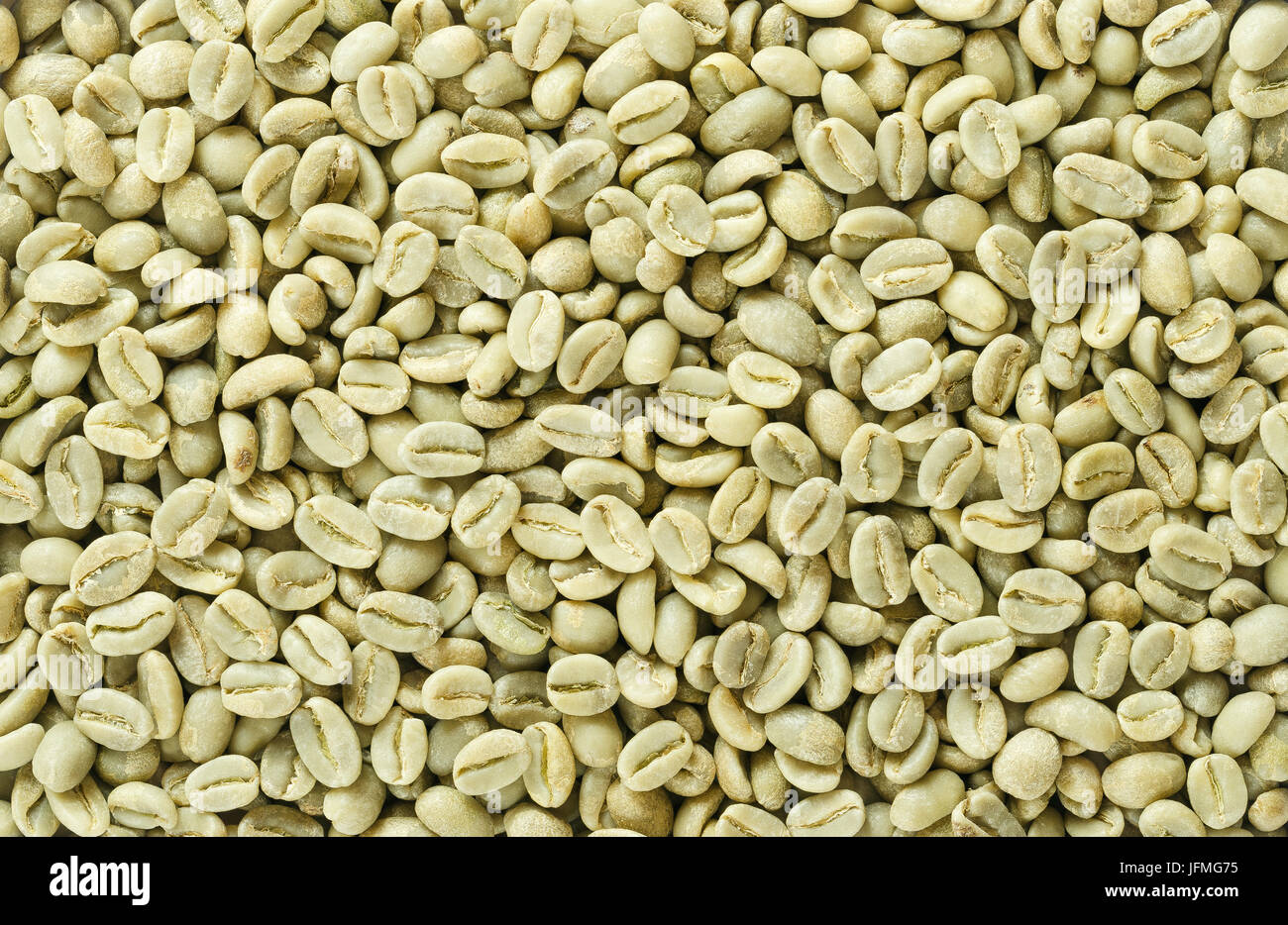 Ungerösteten Arabica Kaffeebohnen flache Grünfläche. Hintergründe. Makrofoto Essen Nahaufnahme direkt von oben. Stockfoto