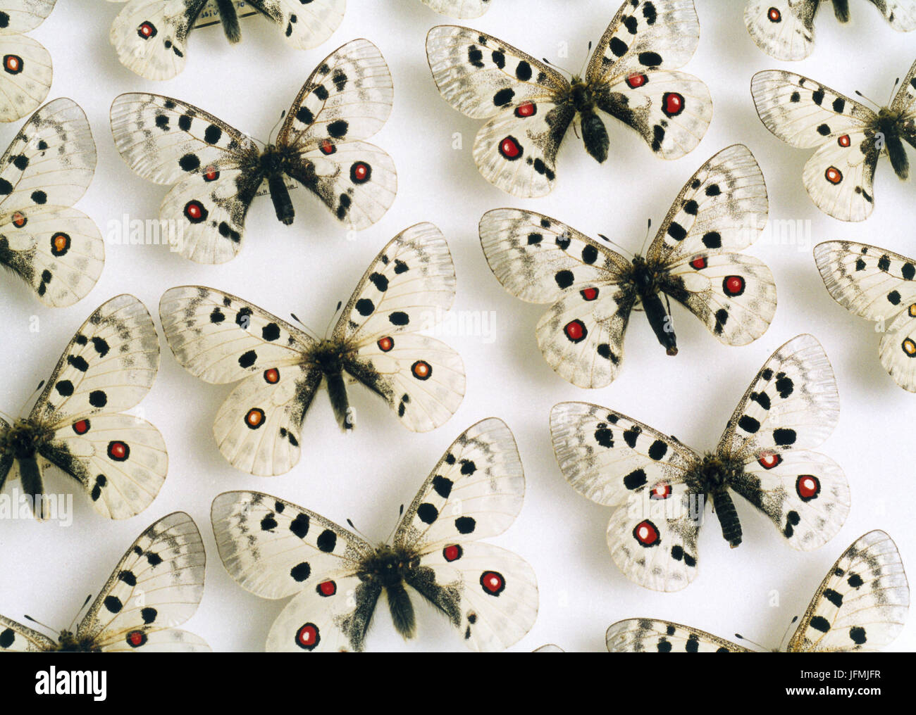 APOLLO-Schmetterling-Uppnålade ich Samling 2004 Dia 22324 Stockfoto