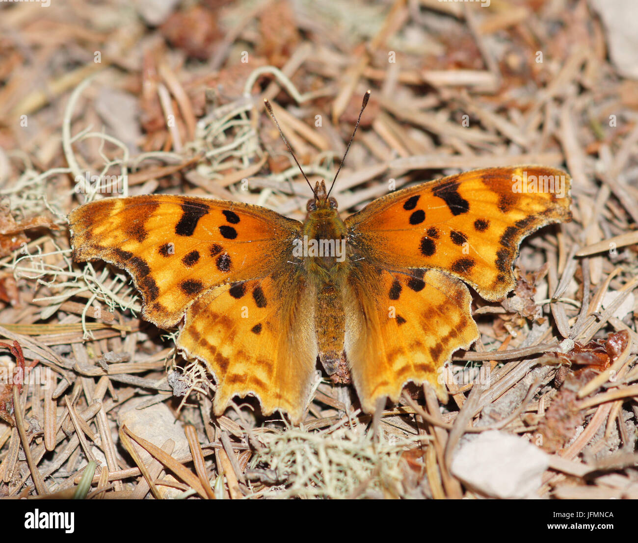 Satyr Comma (Polygonia Satyrus) Satyr Komma thront auf Waldboden. Stockfoto