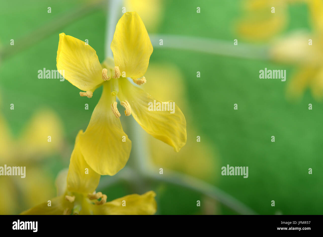Blütenstempel gelbe Blume Nahaufnahme auf grün abstrakten Hintergrund Stockfoto