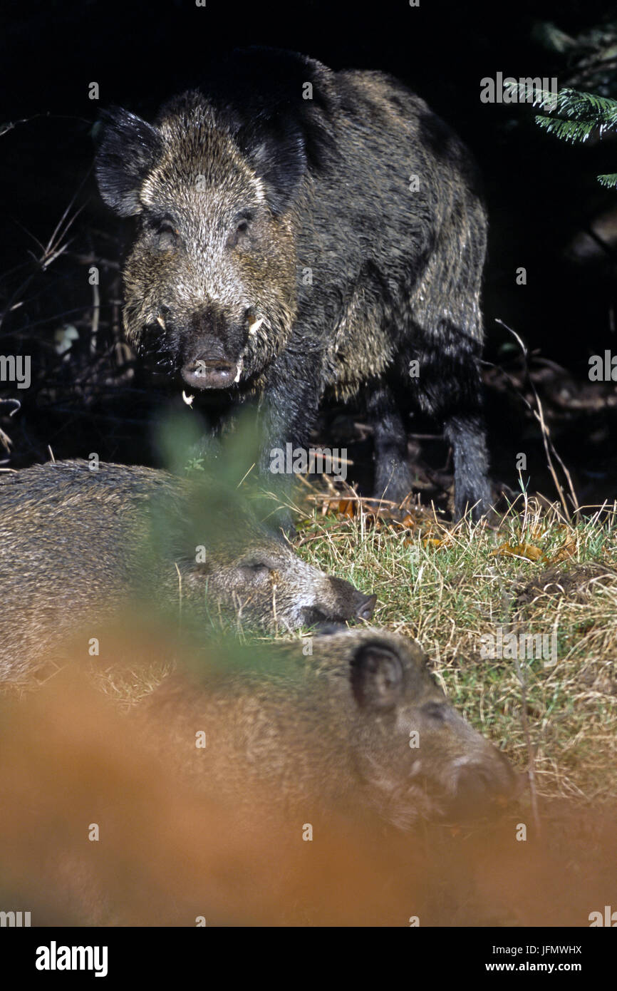 Männliche Wildschweine und Subadult/Sus scrofa Stockfoto