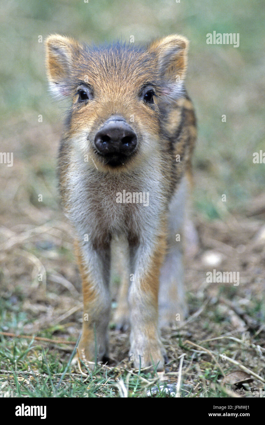 Wildschwein Ferkel/Sus scrofa Stockfoto