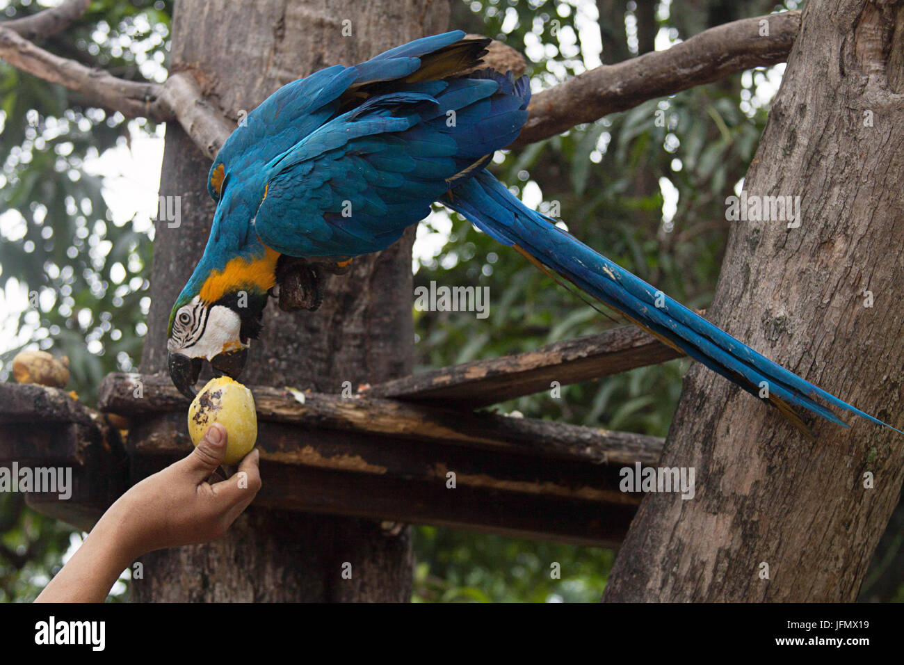 Feeding A blau-gelbe ARA in Caracas Stockfoto