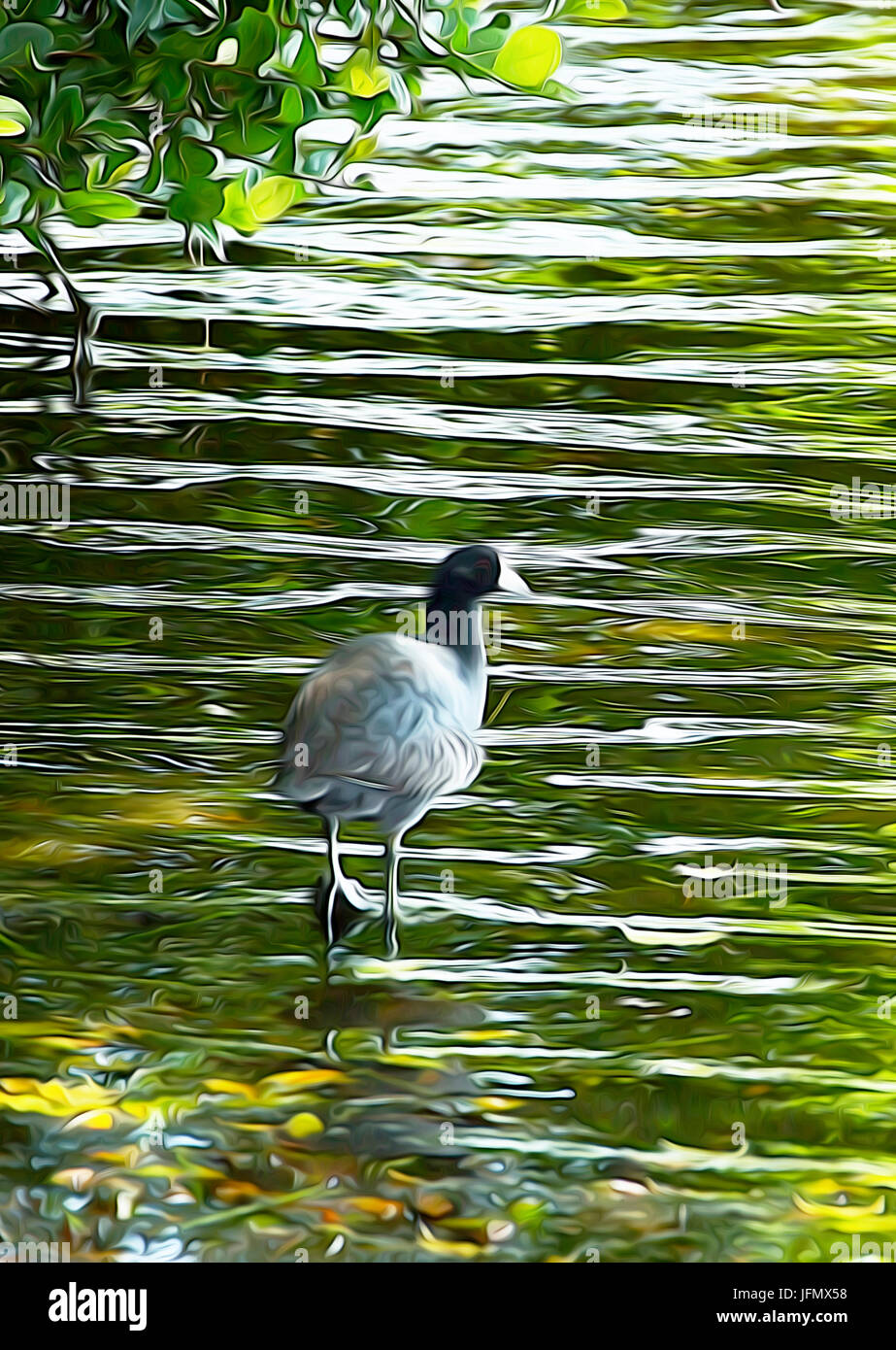 Vogel auf dem Wasser Stockfoto