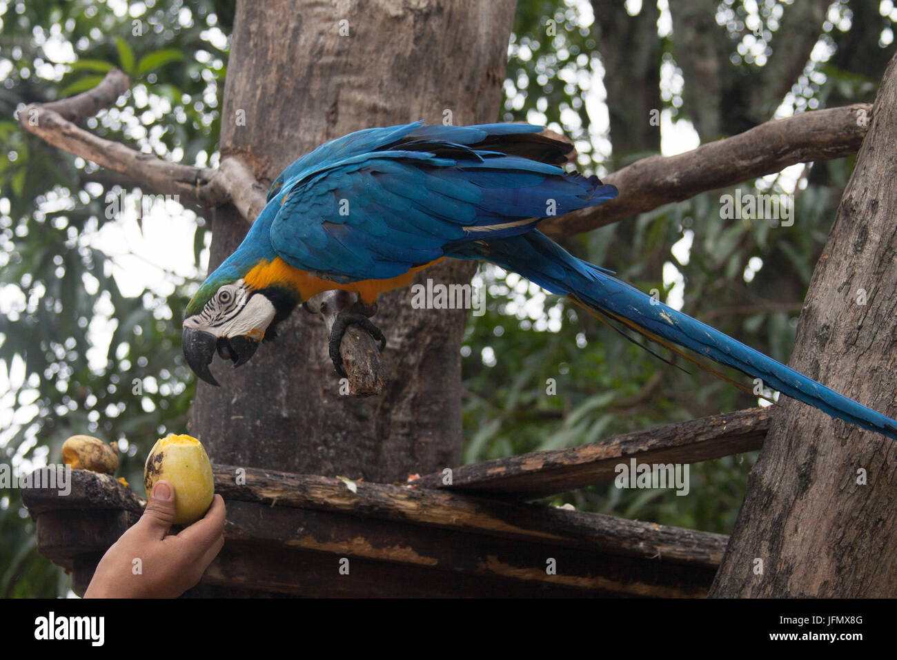 Feeding A blau-gelbe ARA in Caracas Stockfoto