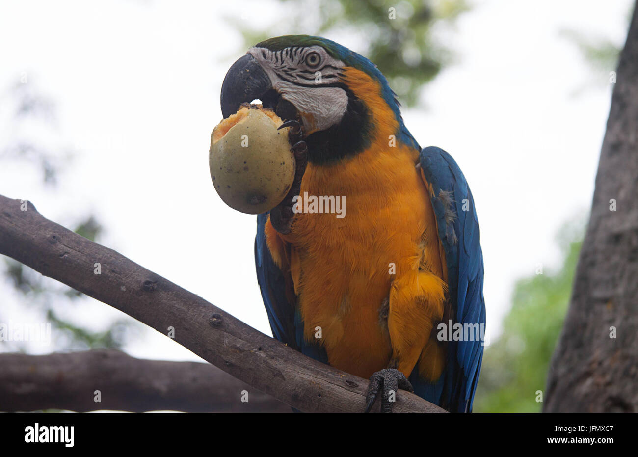 Eine blaue und gelbe Ara Essen eine Mango in Caracas Stockfoto