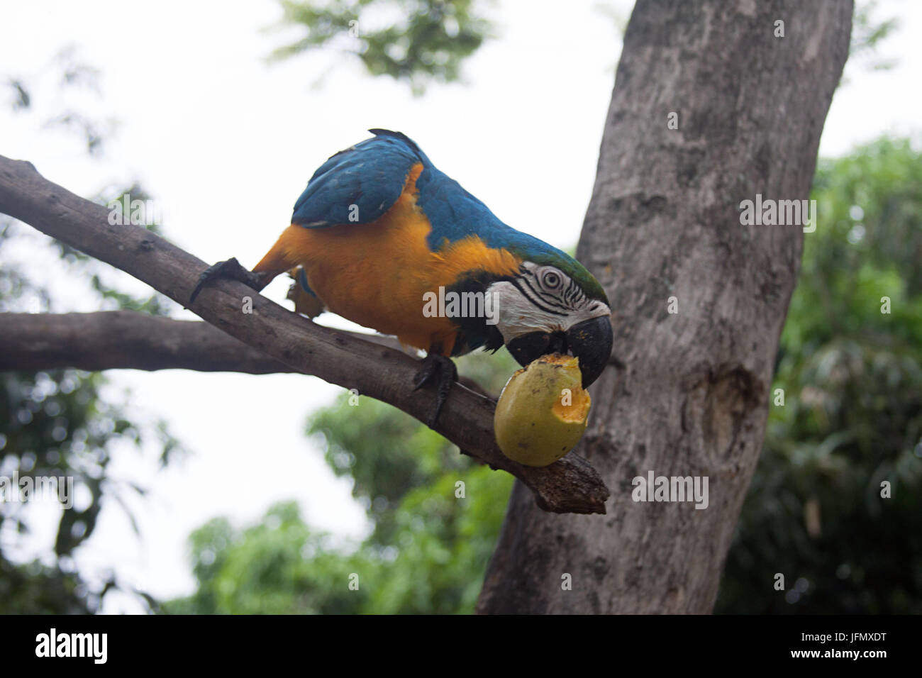 Eine blaue und gelbe ARA in Caracas Stockfoto