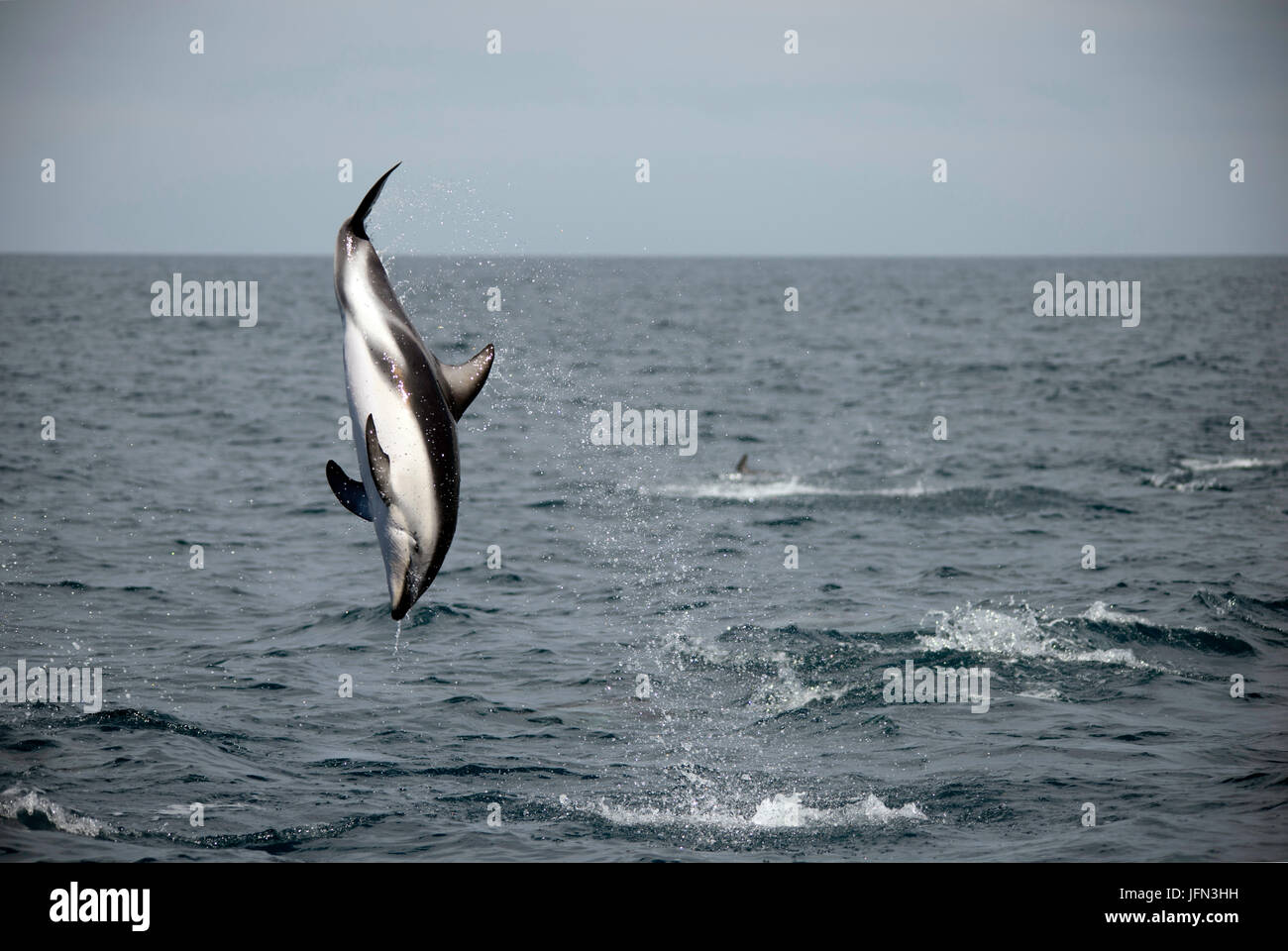 Ein düsterer Delphin, Lagenorhyncus verdunkelt, hoch aus dem Wasser springt und führt einen Back Flip, Kaikoura Halbinsel, Südinsel, Neuseeland. Stockfoto