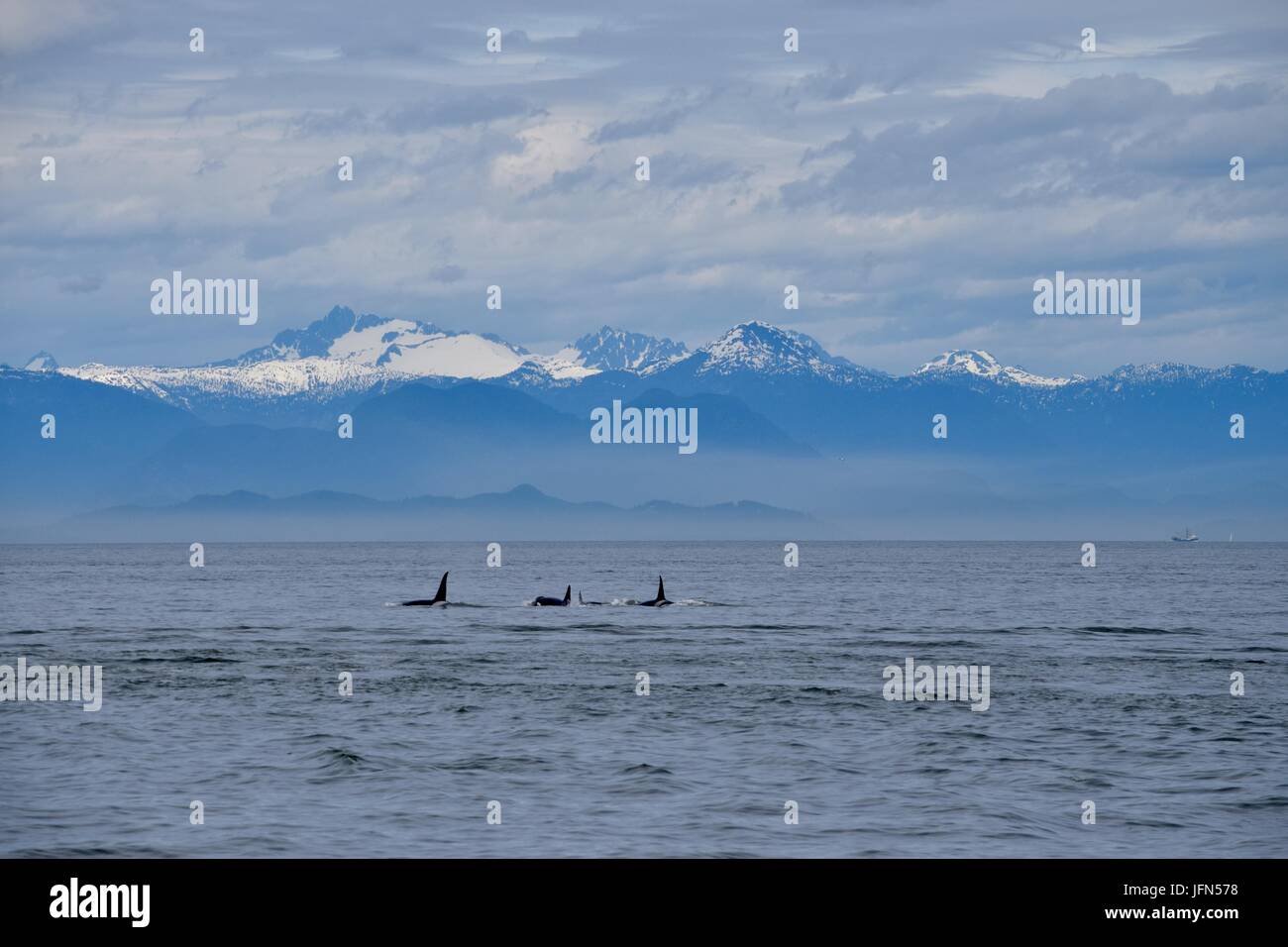 Orcas in freier Wildbahn Stockfoto