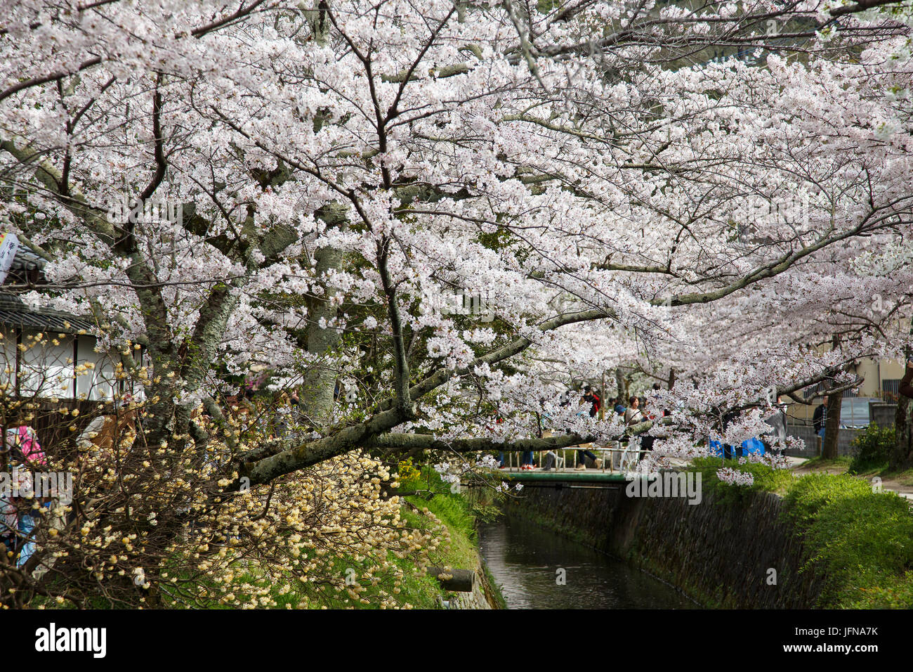 Kirschblüten auf dem Weg des Philosophen in Kyoto, Japan Stockfoto