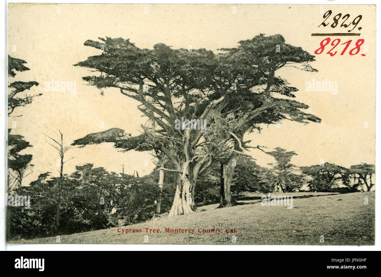 08218-Monterey County-1906-Cypress Tree Monterey County-Brück & Sohn Kunstverlag Stockfoto