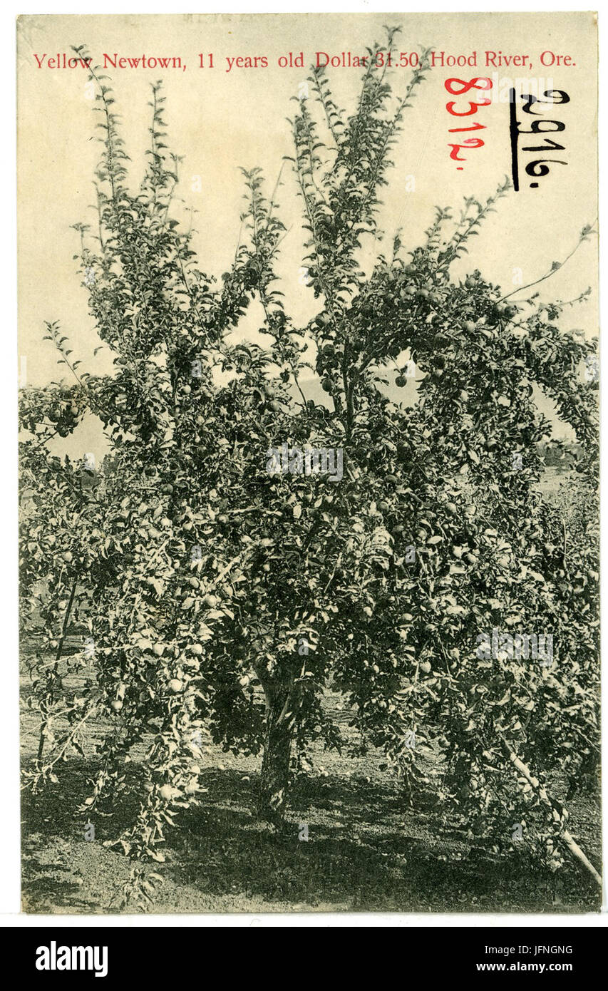 08312-Hood River, Oregon/USA-1906-gelb Newtown, 11 Jahre alt-Dollar 31,50-Brück & Sohn Kunstverlag Stockfoto