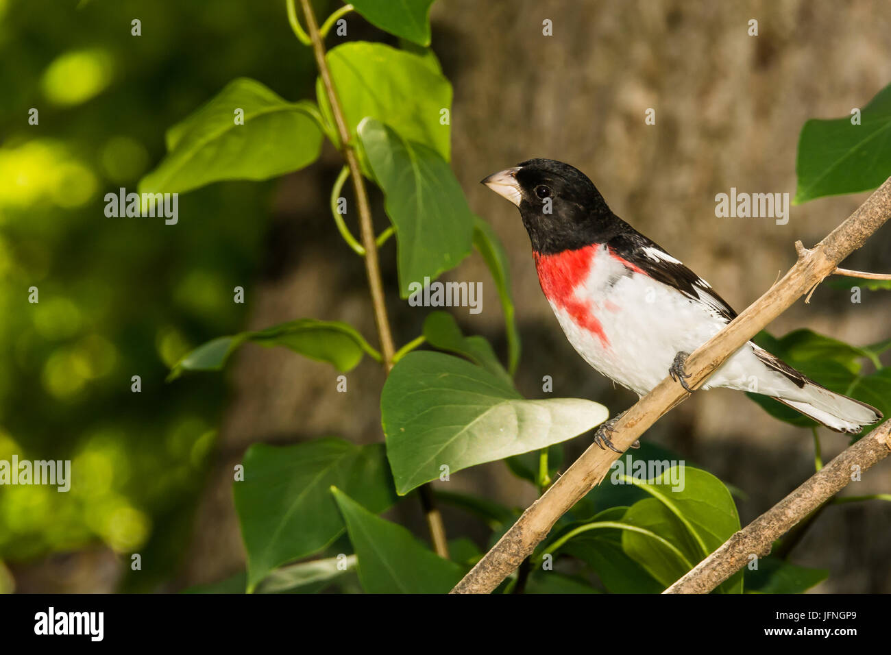 Rose – Breasted Kernbeißer Stockfoto