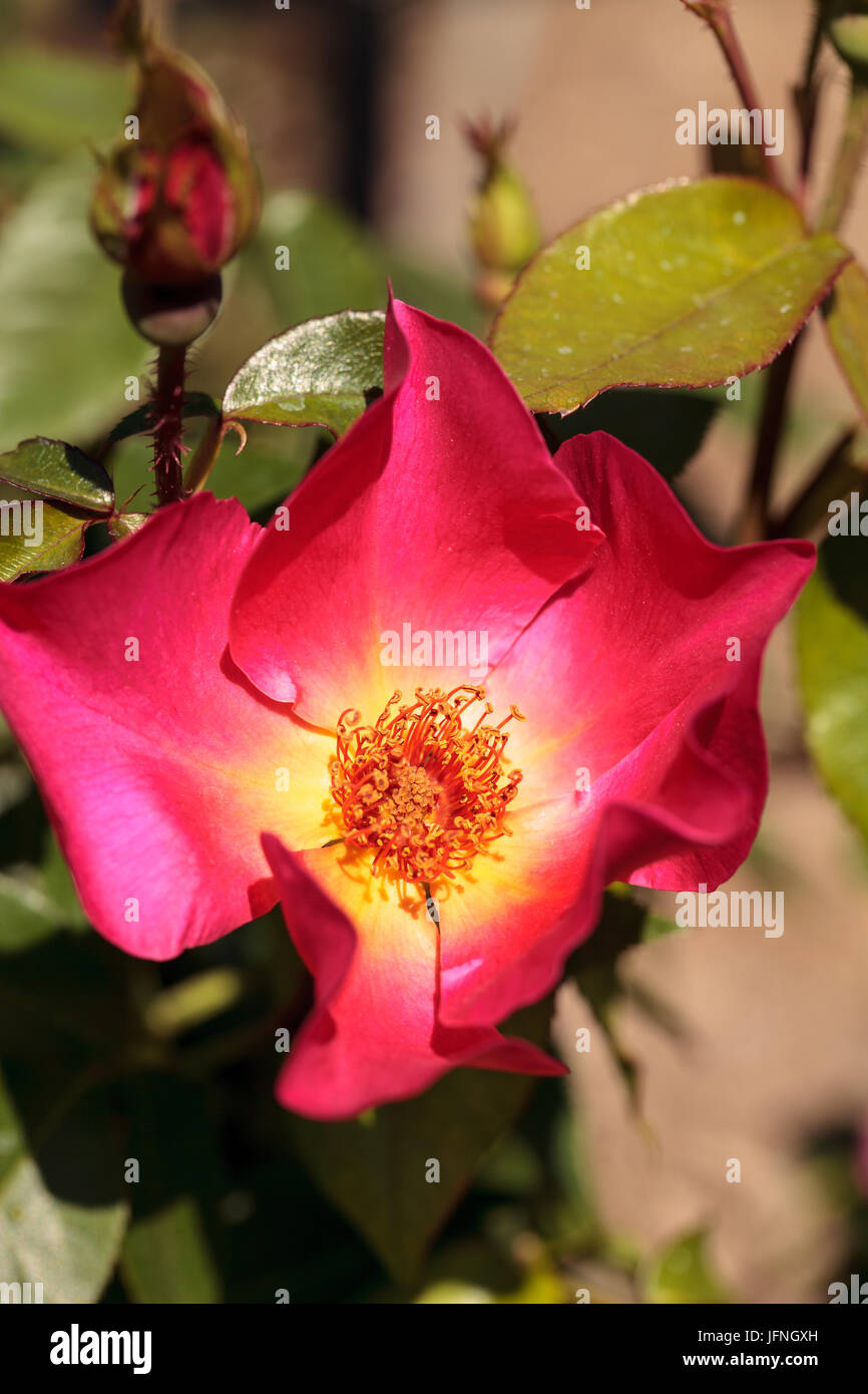 Rosa roter Tee Rose blüht Stockfoto