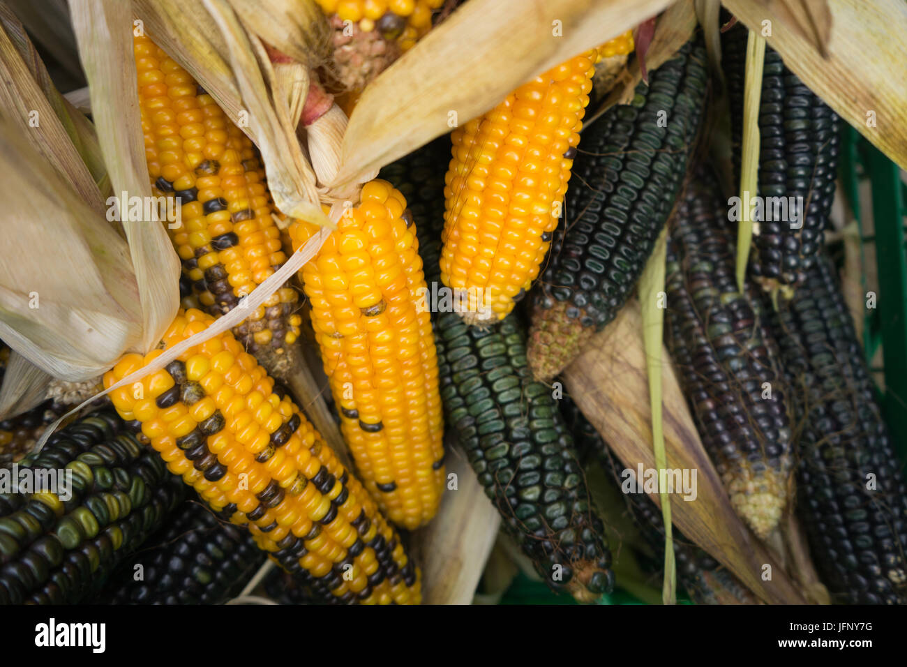 Bunte indische Ernte von Mais für Thanksgiving amerikanischen Feiertag Stockfoto