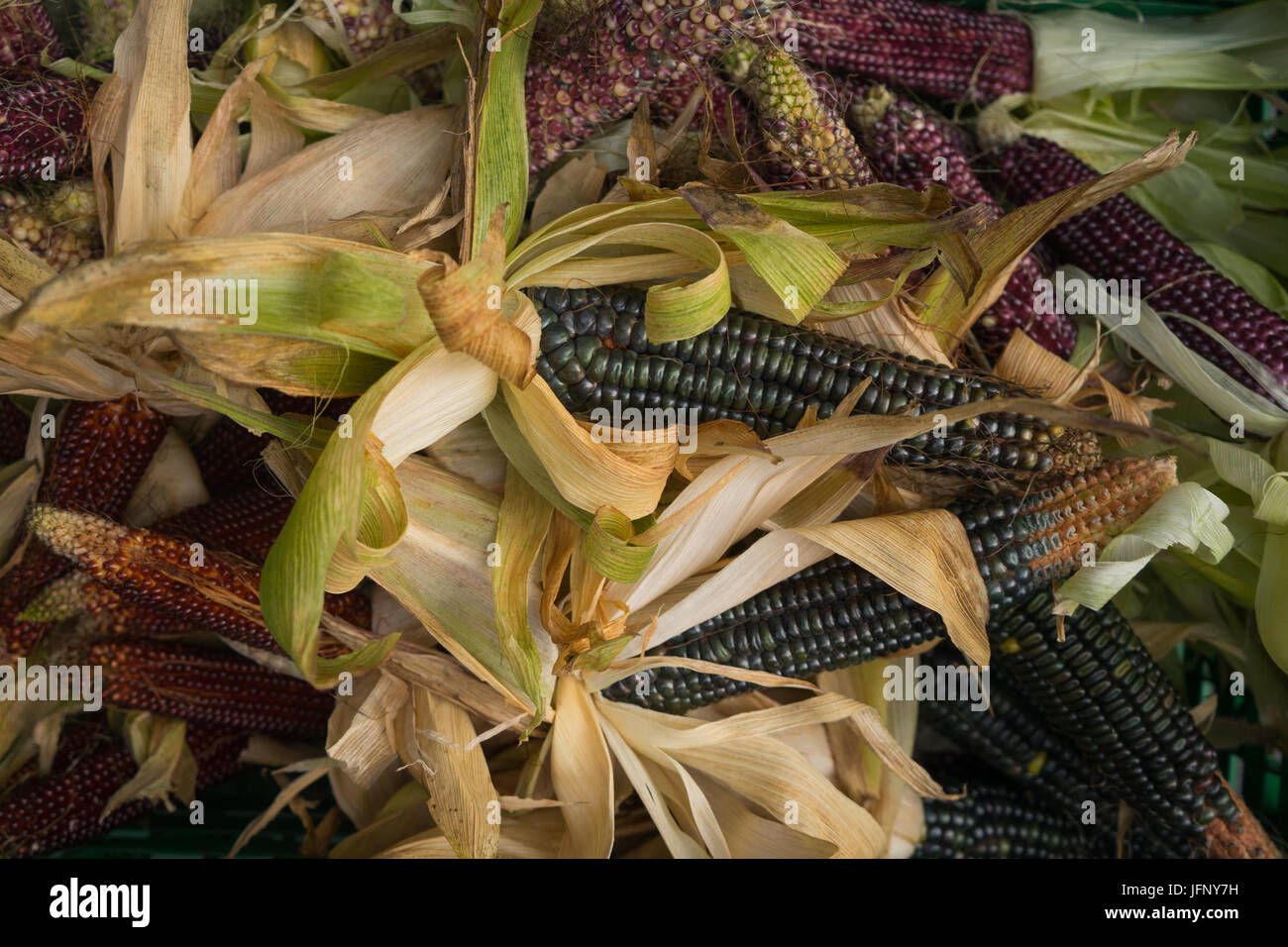 Bunte indische Ernte von Mais für Thanksgiving amerikanischen Feiertag Stockfoto