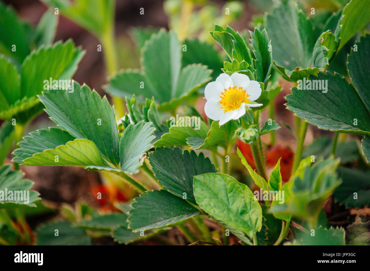 Grüne Erdbeere Busch blüht im Sommer Stockfotografie Alamy