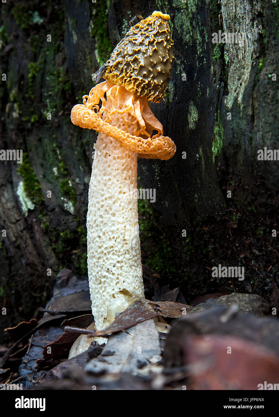 Pilz in Australien Schleier Phallus Cognac Stockfoto